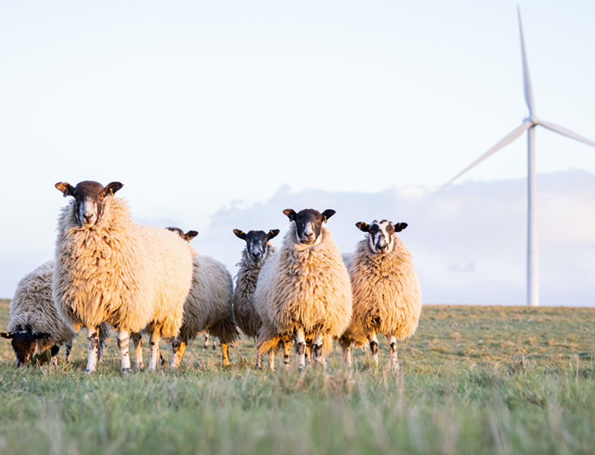 sustainable ideas sheep windmill